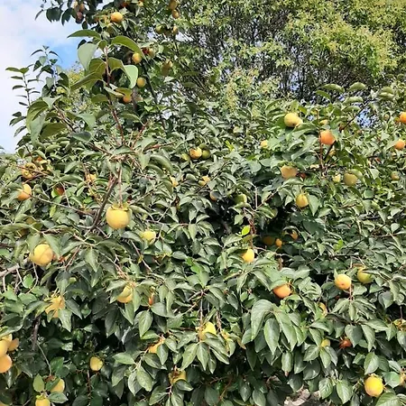 La Pieve Перуджа